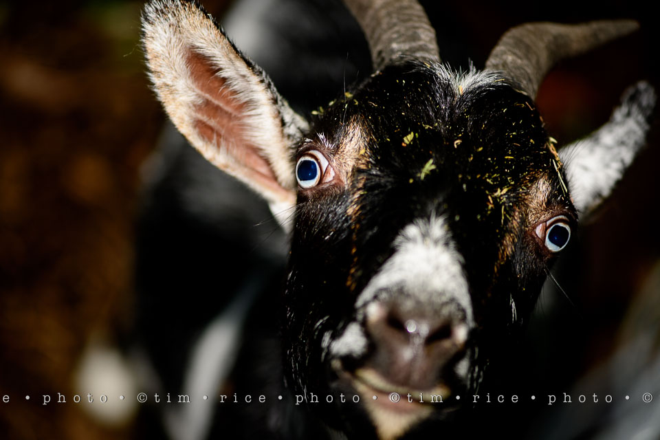 yr7%e2%80%a2346-366%e2%80%a22535%e2%80%a2eye-of-goat