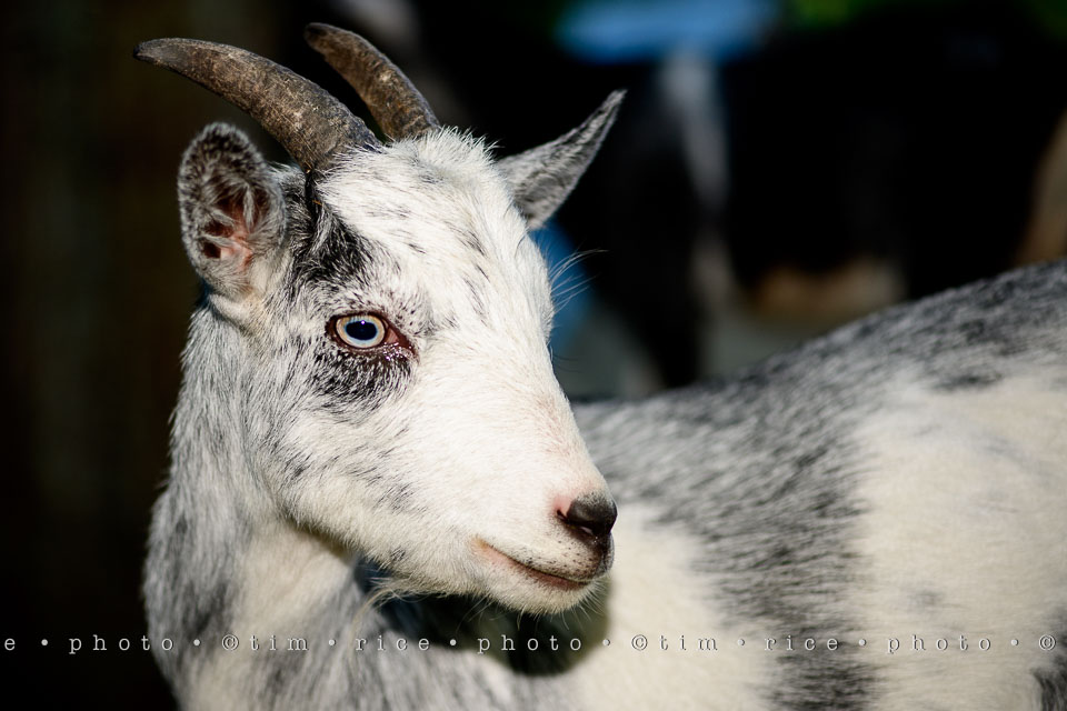 yr7%e2%80%a2347-366%e2%80%a22535%e2%80%a2eye-of-goat