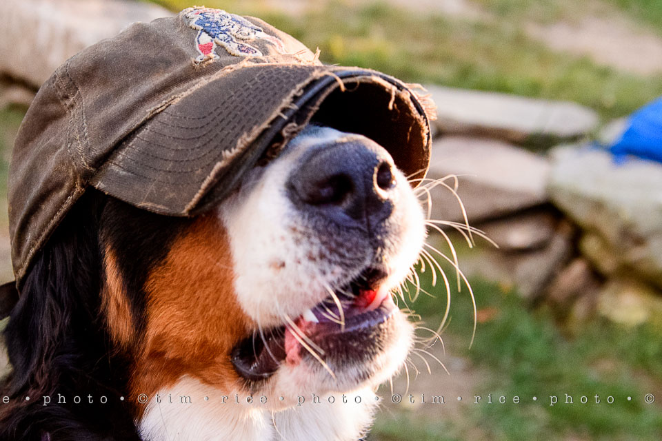 yr7%e2%80%a2347-366%e2%80%a22538%e2%80%a2tradtion