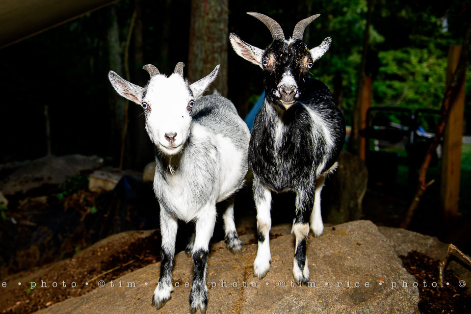 yr7%e2%80%a2348-366%e2%80%a22535%e2%80%a2eye-of-goat