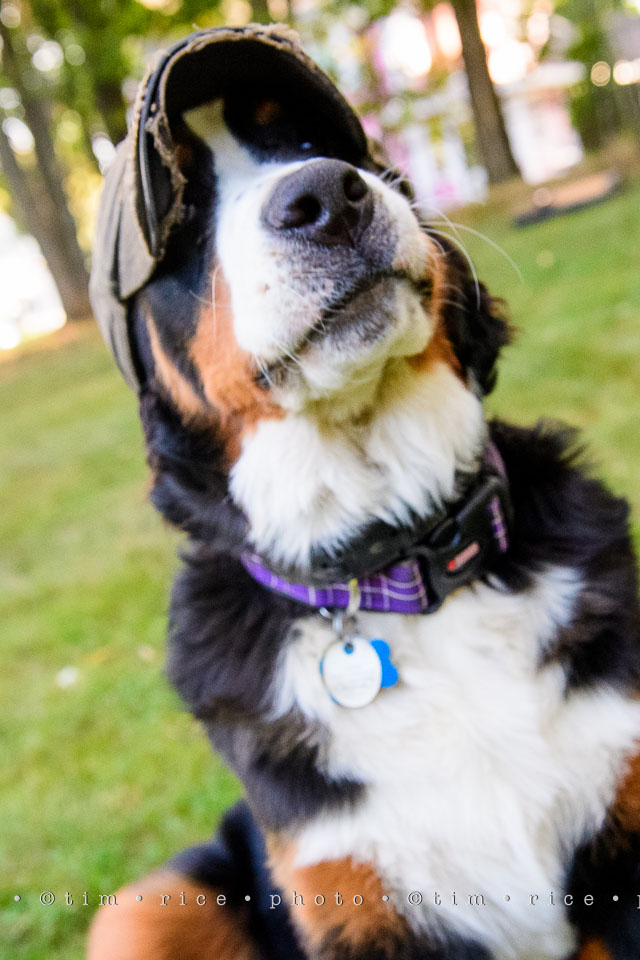 yr7%e2%80%a2349-366%e2%80%a22538%e2%80%a2tradtion