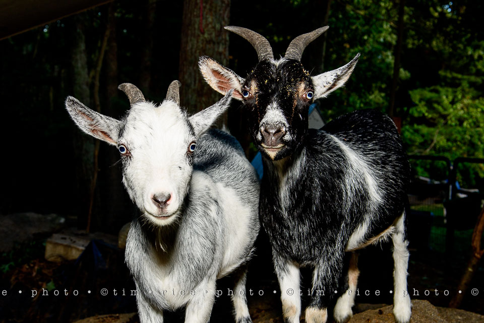 yr7%e2%80%a2350-366%e2%80%a22535%e2%80%a2eye-of-goat