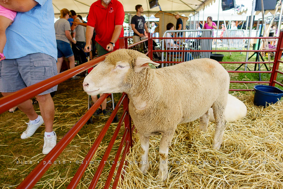 Yr7•352-366•2530•Fair Sheep