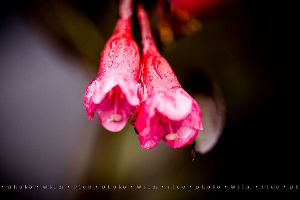 yr7%e2%80%a2354-366%e2%80%a22545%e2%80%a2rain-day