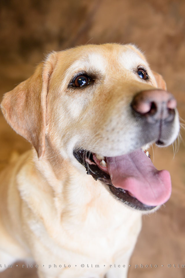 yr7%e2%80%a2355-366%e2%80%a22544%e2%80%a2dog-day