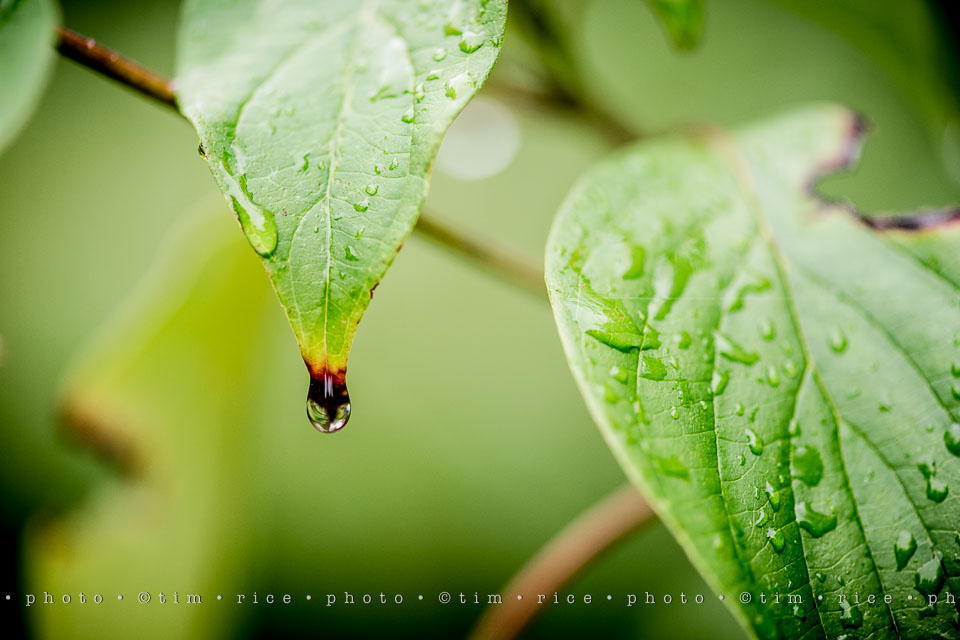 yr7%e2%80%a2355-366%e2%80%a22545%e2%80%a2rain-day