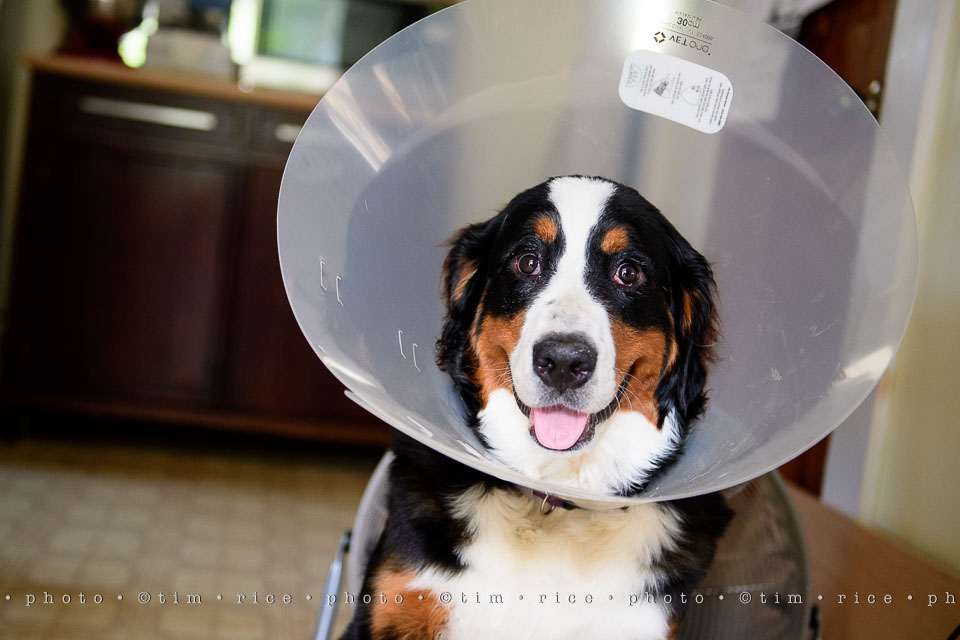 yr7%e2%80%a2355-366%e2%80%a22546%e2%80%a2josie-cone