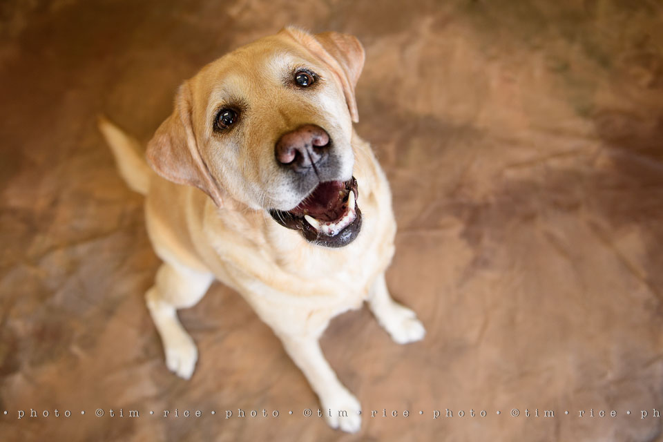yr7%e2%80%a2356-366%e2%80%a22544%e2%80%a2dog-day