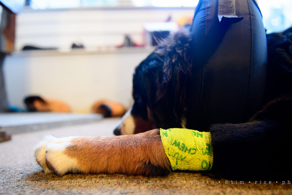 yr7%e2%80%a2356-366%e2%80%a22546%e2%80%a2josie-cone