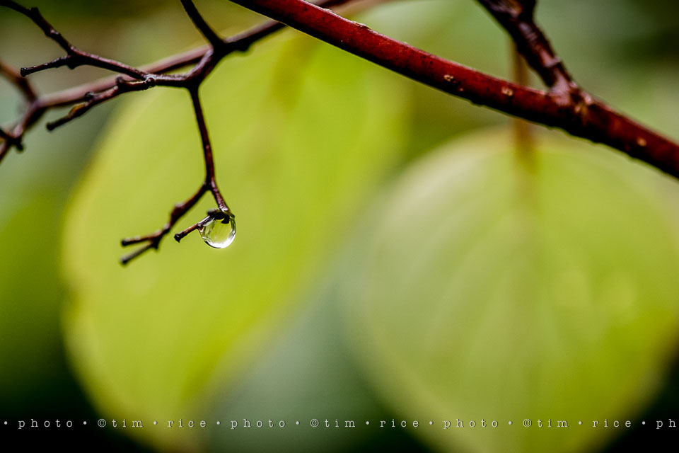 yr7%e2%80%a2357-366%e2%80%a22545%e2%80%a2rain-day