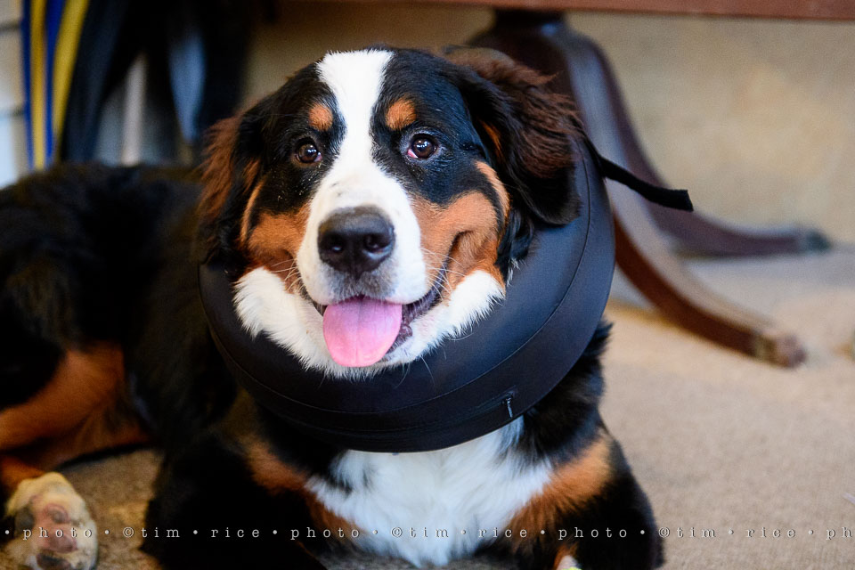 yr7%e2%80%a2357-366%e2%80%a22546%e2%80%a2josie-cone