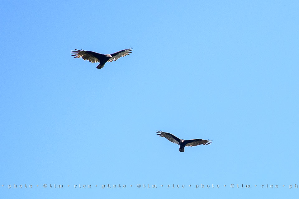 yr7%e2%80%a2357-366%e2%80%a22548%e2%80%a2vultures