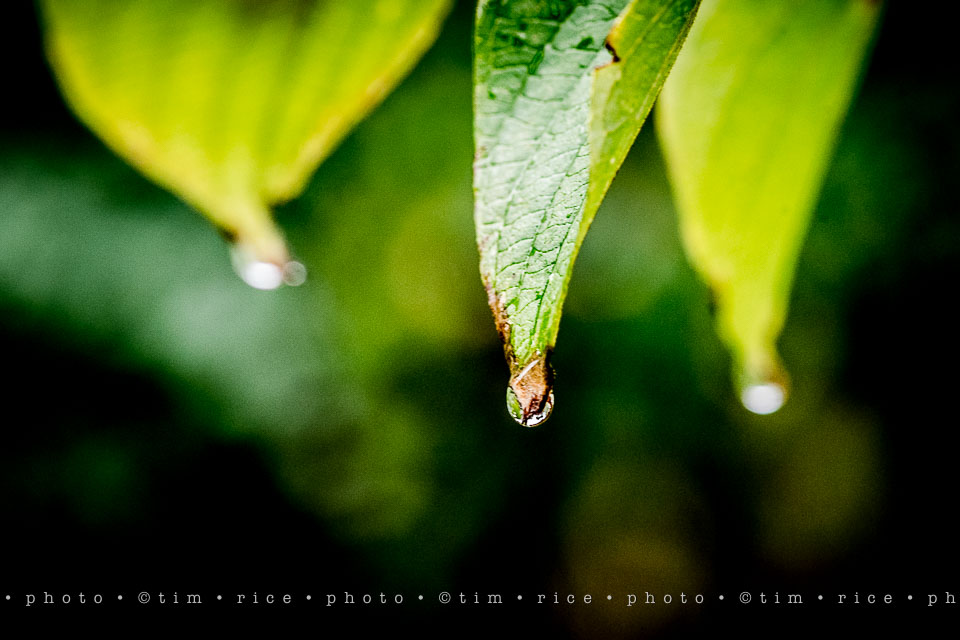 yr7%e2%80%a2358-366%e2%80%a22545%e2%80%a2rain-day