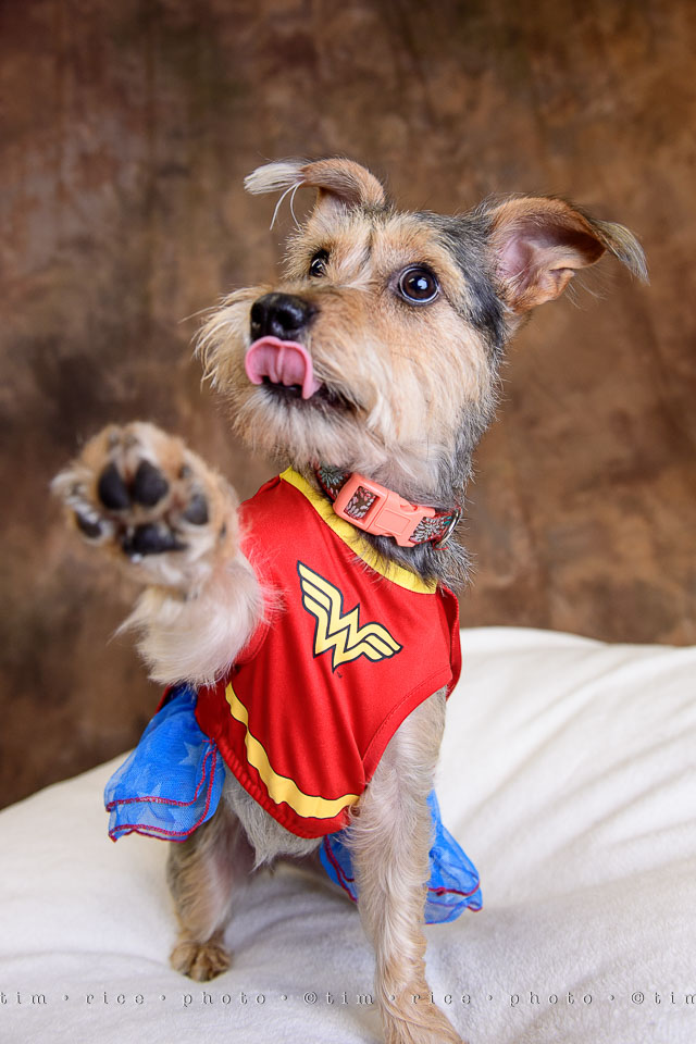 yr7%e2%80%a2360-366%e2%80%a22544%e2%80%a2dog-day
