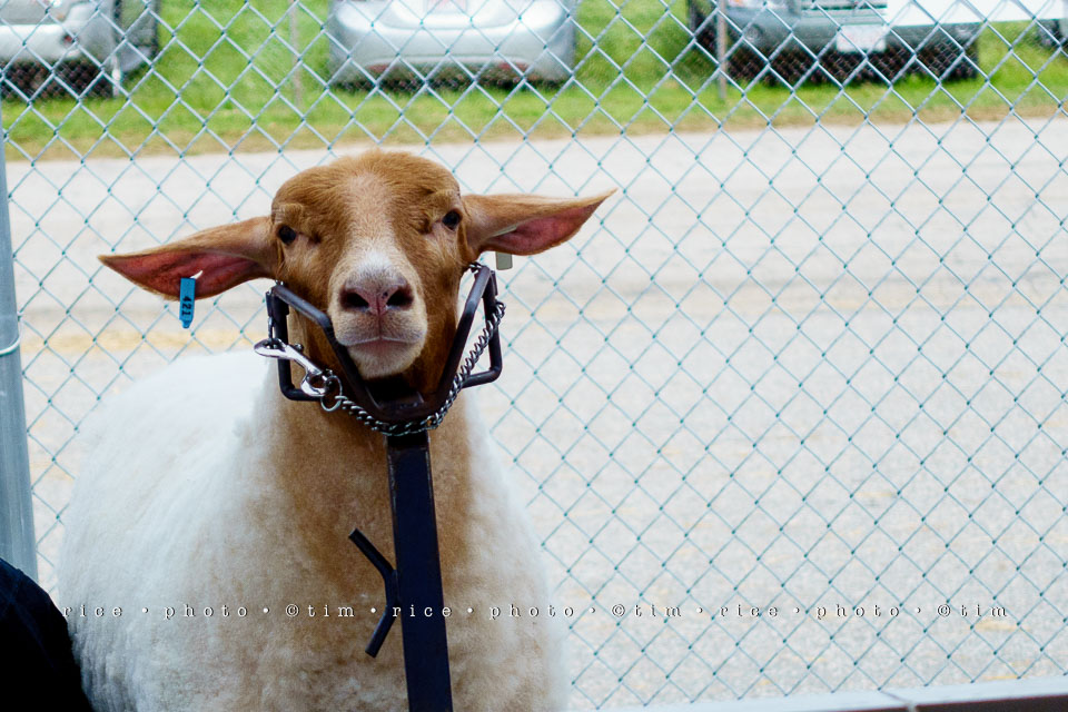 Yr7•361-366•2530•Fair Sheep