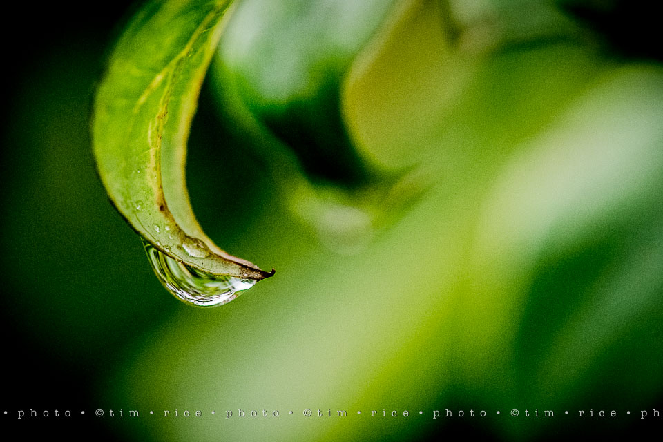 yr7%e2%80%a2361-366%e2%80%a22545%e2%80%a2rain-day