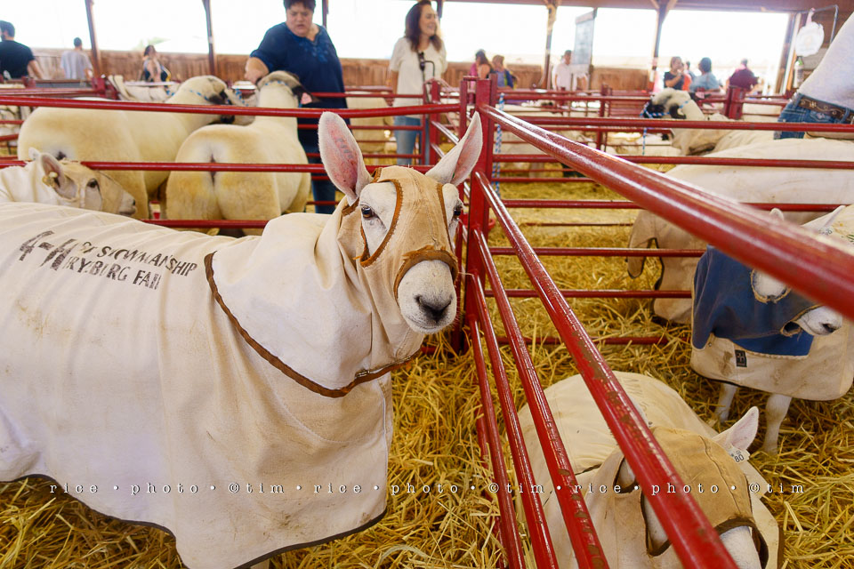 Yr7•362-366•2530•Fair Sheep