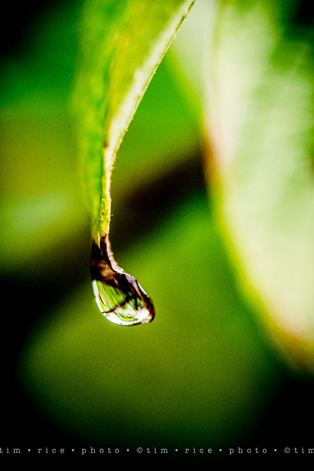 yr7%e2%80%a2362-366%e2%80%a22545%e2%80%a2rain-day