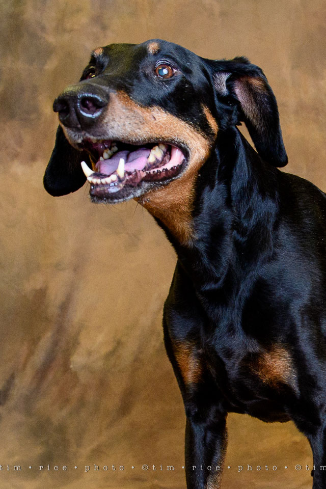 yr7%e2%80%a2363-366%e2%80%a22544%e2%80%a2dog-day