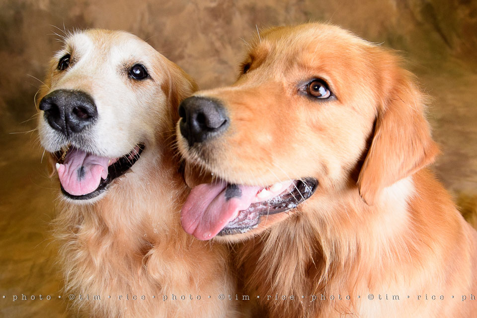 yr7%e2%80%a2372-366%e2%80%a22544%e2%80%a2dog-day