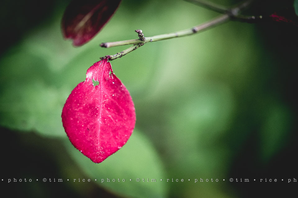 yr8%e2%80%a2007-365%e2%80%a22564%e2%80%a2season