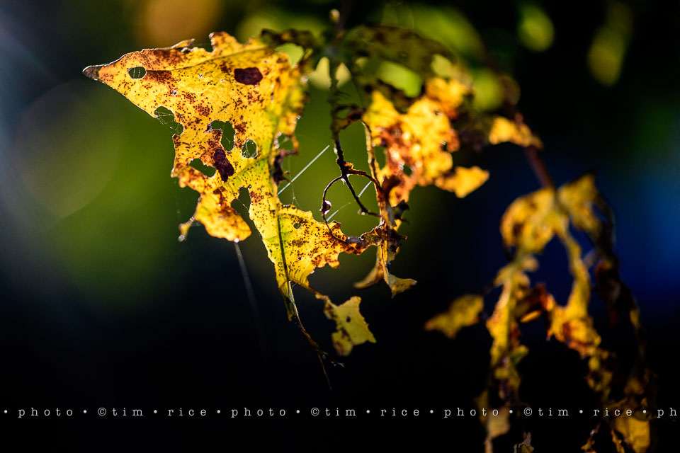 yr8%e2%80%a2009-365%e2%80%a22564%e2%80%a2season