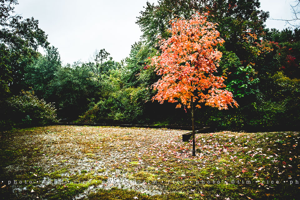 yr8%e2%80%a2011-365%e2%80%a22566%e2%80%a2rain-on-charles