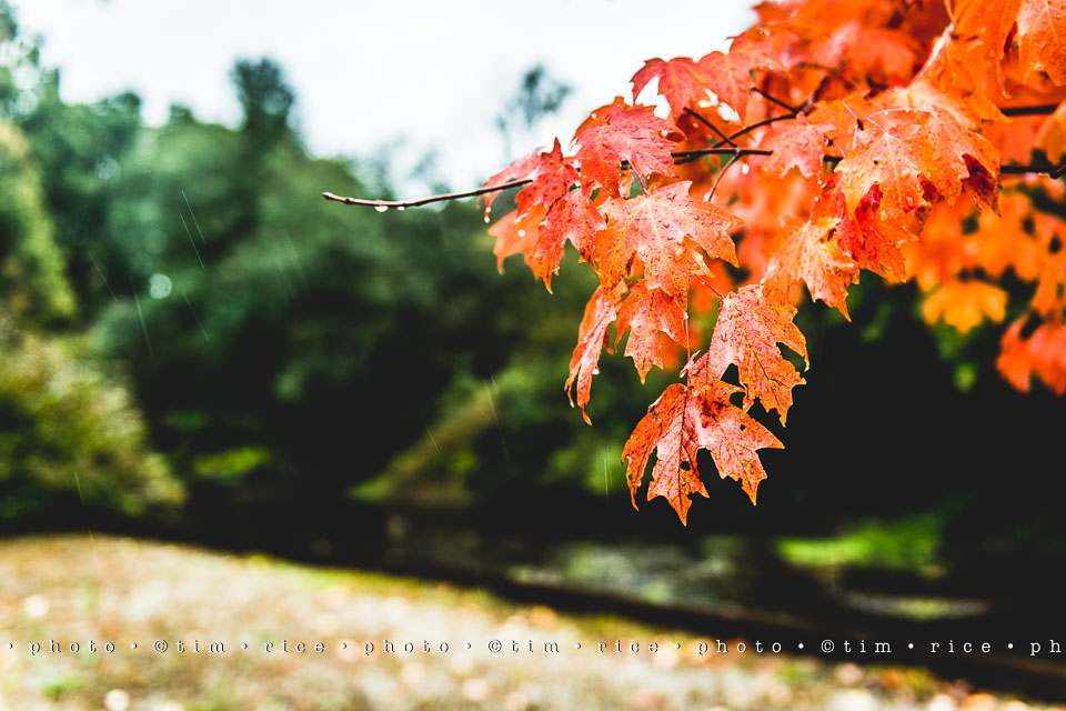 yr8%e2%80%a2012-365%e2%80%a22566%e2%80%a2rain-on-charles