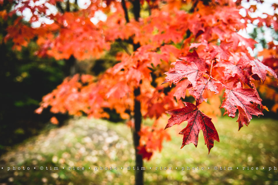 yr8%e2%80%a2013-365%e2%80%a22566%e2%80%a2rain-on-charles