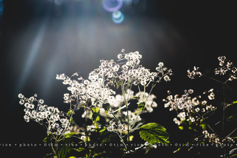 yr8%e2%80%a2014-365%e2%80%a22571%e2%80%a2passed-beauty_