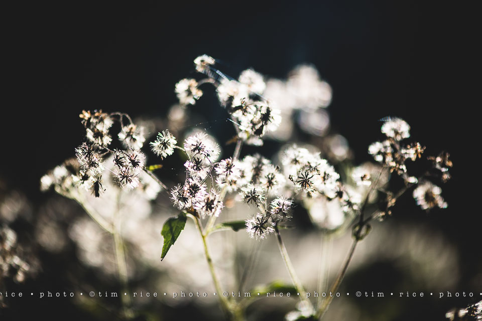 yr8%e2%80%a2014-365%e2%80%a22571%e2%80%a2passed-beauty_