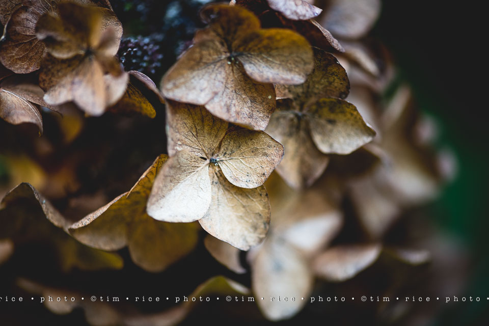 yr8%e2%80%a2015-365%e2%80%a22571%e2%80%a2passed-beauty_