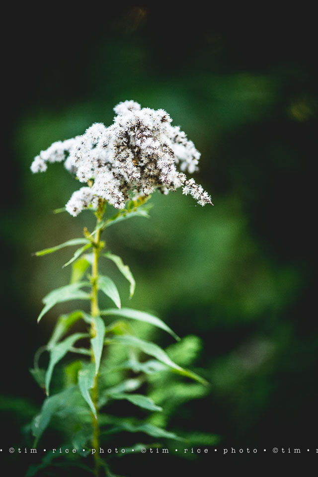 yr8%e2%80%a2016-365%e2%80%a22571%e2%80%a2passed-beauty_