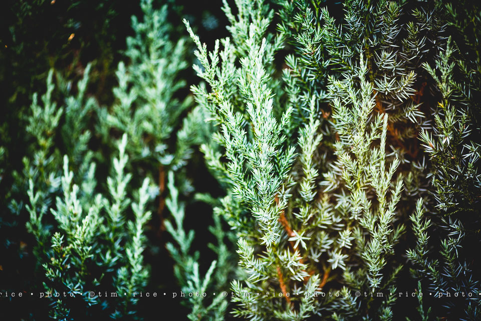 yr8%e2%80%a2018-365%e2%80%a22571%e2%80%a2passed-beauty_