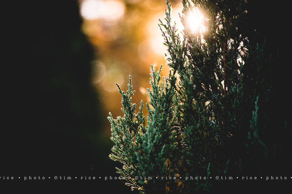 yr8%e2%80%a2019-365%e2%80%a22571%e2%80%a2passed-beauty_