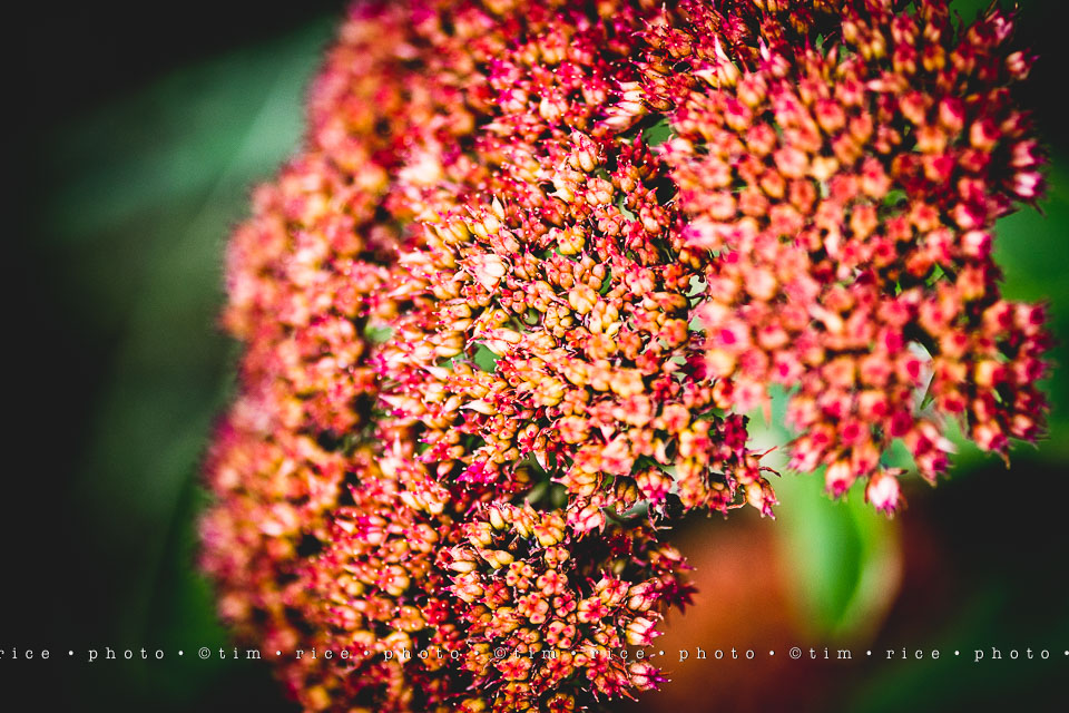 yr8%e2%80%a2020-365%e2%80%a22571%e2%80%a2passed-beauty_