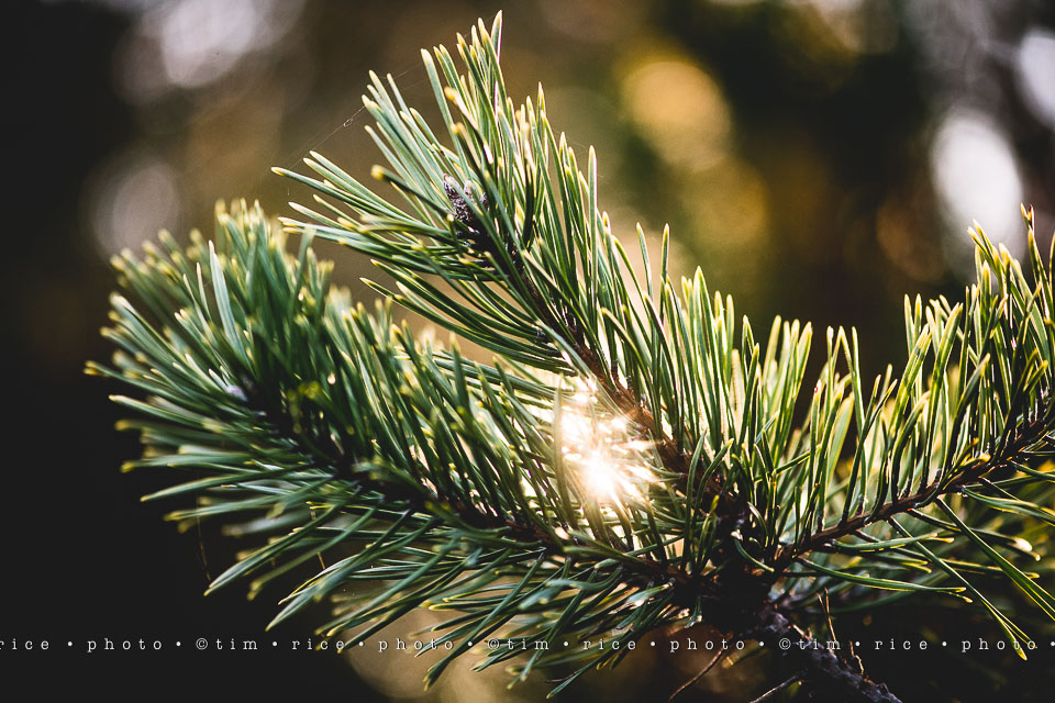 yr8%e2%80%a2021-365%e2%80%a22571%e2%80%a2passed-beauty_