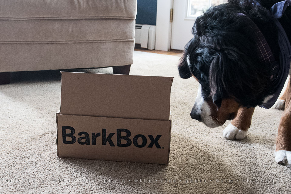 yr8%e2%80%a2021-365%e2%80%a22578%e2%80%a2bark-box