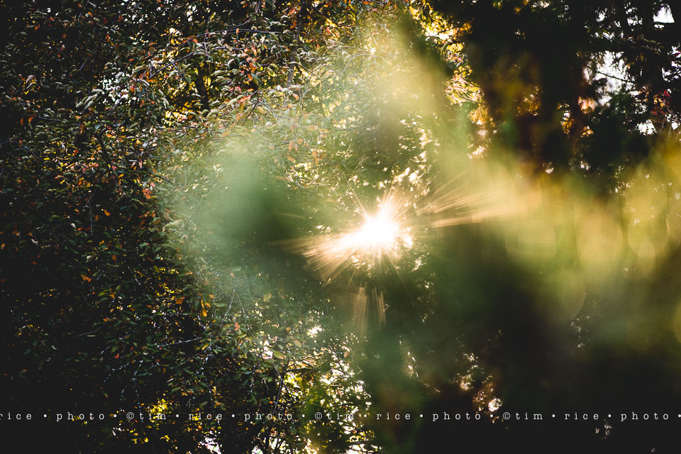 yr8%e2%80%a2022-365%e2%80%a22571%e2%80%a2passed-beauty_