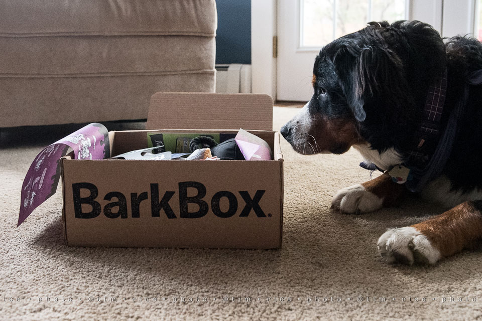 yr8%e2%80%a2023-365%e2%80%a22578%e2%80%a2bark-box