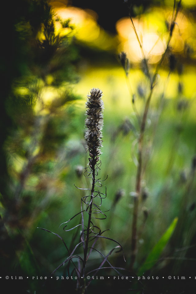 yr8%e2%80%a2024-365%e2%80%a22571%e2%80%a2passed-beauty_