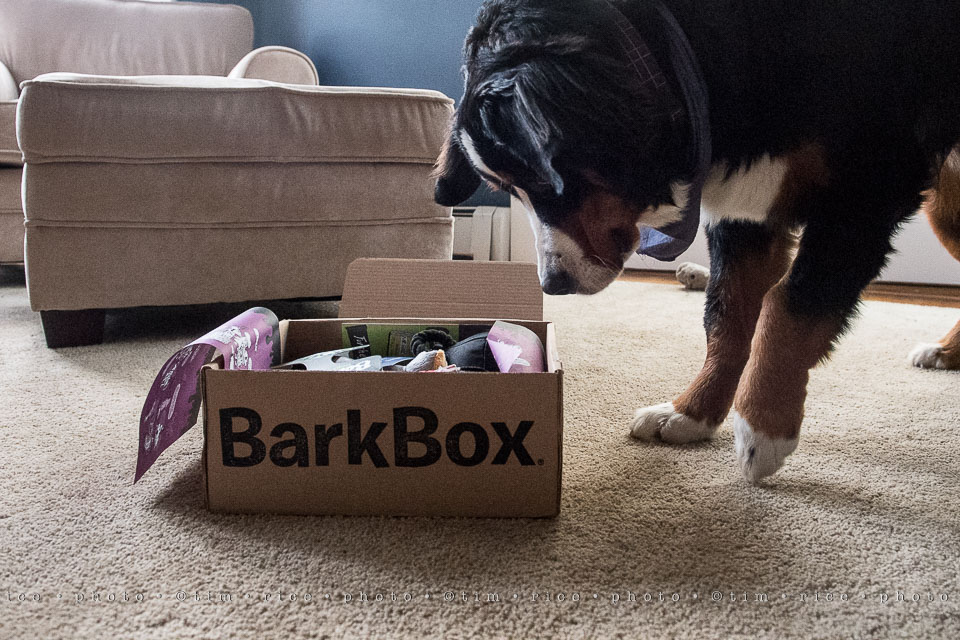 yr8%e2%80%a2024-365%e2%80%a22578%e2%80%a2bark-box