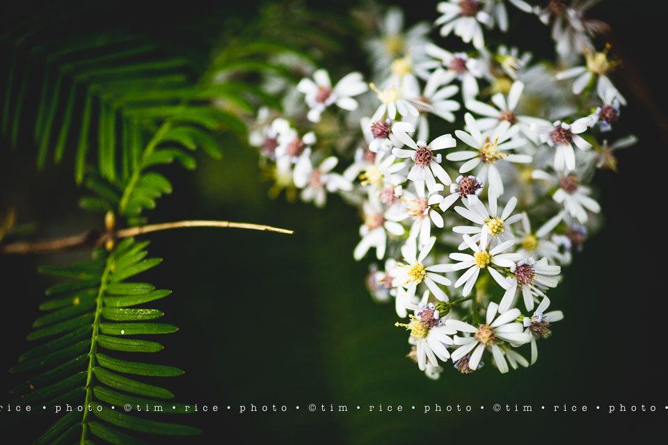 yr8%e2%80%a2025-365%e2%80%a22571%e2%80%a2passed-beauty_