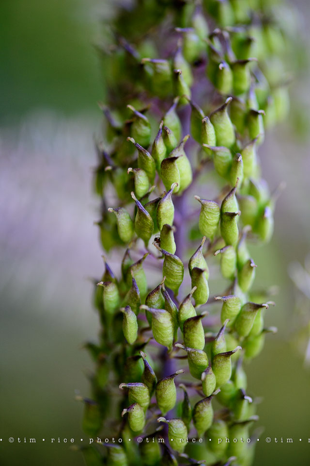 yr8%e2%80%a2026-365%e2%80%a22571%e2%80%a2passed-beauty_