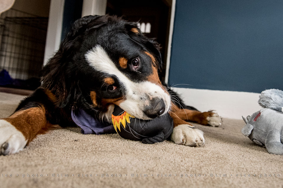 yr8%e2%80%a2026-365%e2%80%a22578%e2%80%a2bark-box