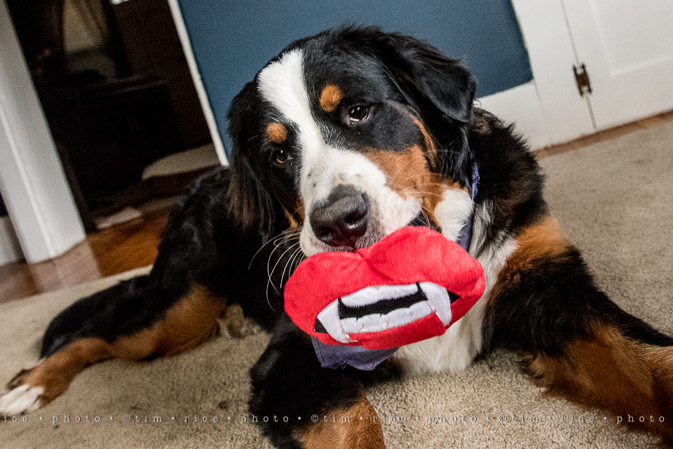 yr8%e2%80%a2027-365%e2%80%a22578%e2%80%a2bark-box