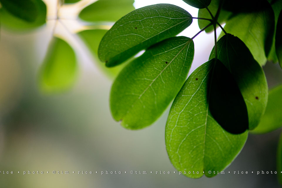 yr8%e2%80%a2028-365%e2%80%a22571%e2%80%a2passed-beauty_