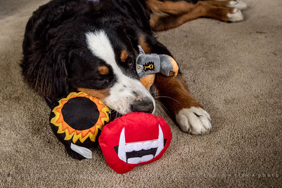 yr8%e2%80%a2028-365%e2%80%a22578%e2%80%a2bark-box