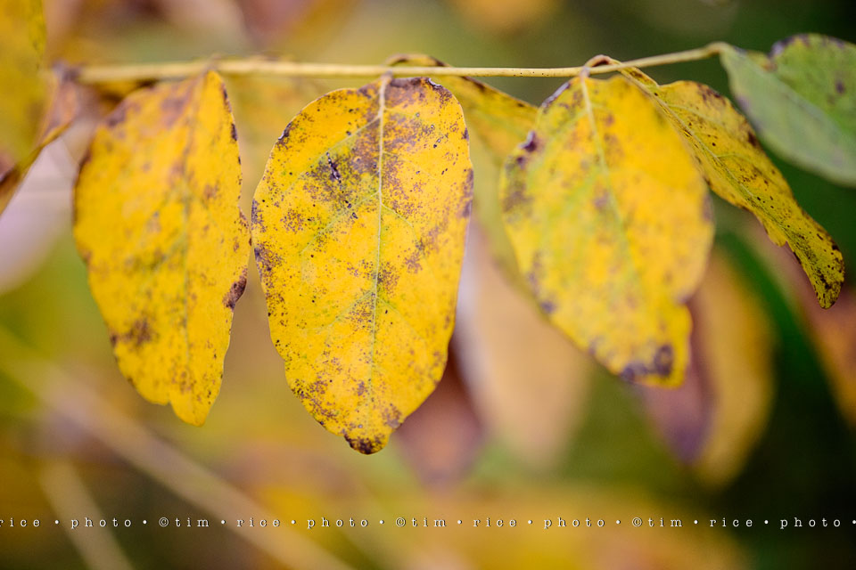 yr8%e2%80%a2029-365%e2%80%a22571%e2%80%a2passed-beauty_