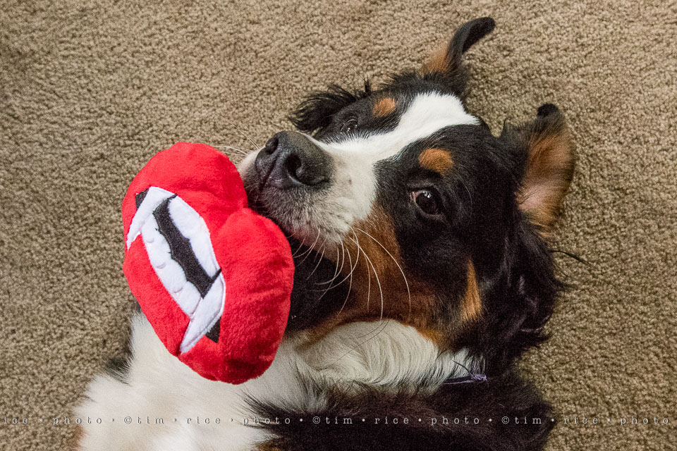 yr8%e2%80%a2029-365%e2%80%a22578%e2%80%a2bark-box